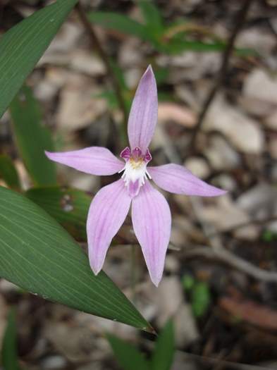 Caladenia latifolia - Pink Fairy - Porongorups-d-2015-0025.JPG